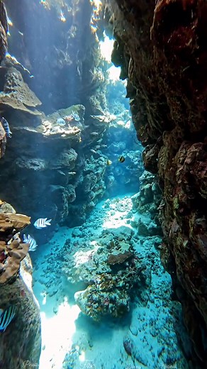 128K views · 5.5K reactions | Surrounded by pure underwater beauty : @mo.alsbehy | Diving Specials | Facebook