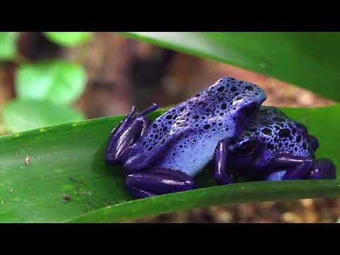 Frogs Croaking Sound [1HOUR]