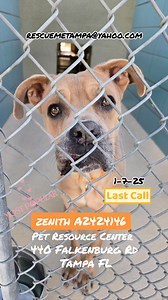 12K views · 510 reactions | SAFE with McNeely Farmily Rescue and Sanctuary THANK YOU, honor pledges to this rescue ONLY LAST CALL for ZENITH A2424146, He is only 18m old and deadline is set for 1-7-25. Our hearts break for these overlooked dogs at the PRC TAMPA EMAIL petinfo@hcfl.org cc rescuemetampa@yahoo.com Main Link https://www.facebook.com/share/p/1B8cjvf4MT/ | Rescue Me Tampa - Shelter Dogs | Facebook