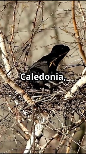 Animal That Uses Tools to Hunt: The New Caledonian Crow! #wildlifeadventure