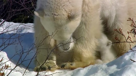 Wolves Wage War On Bears To Quench Their Hunger