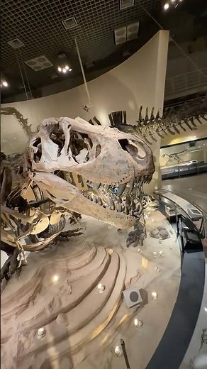 [Sitting Tyrannosaurus] Introducing a Hidden Gem at the National Museum of Nature and Science #Ty...