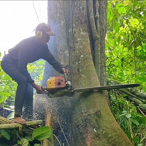 97K views · 1.6K reactions | A professional skill cutting down tree from forest | Making Video | Facebook