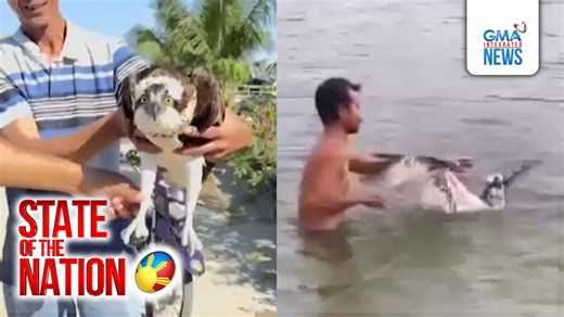 16K views · 75 reactions | Nasagip ang isang osprey na sumabit sa nylon trap ng isang fishpond sa Ballesteros, Cagayan. | GMA News | Facebook