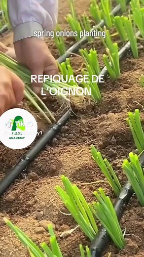 AgriAcademy sur TikTok