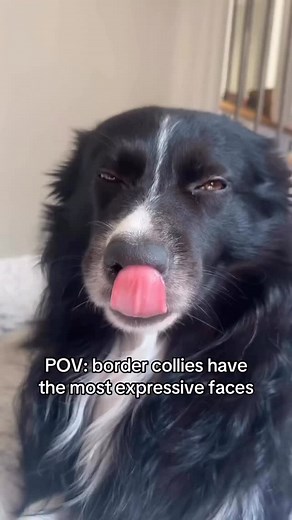 174K views · 11K reactions | POV: my border collie’s facial...