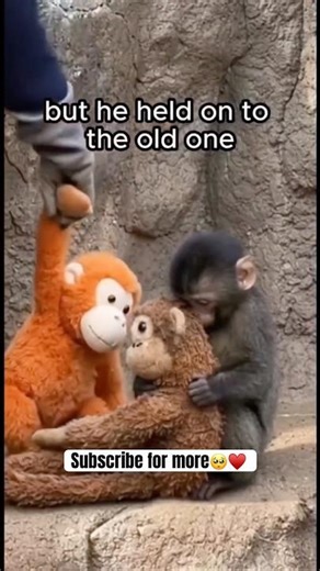 Punch Rejects New Toy! Loves Old Dirty One 🥺♥️ #punch #punchmonkey