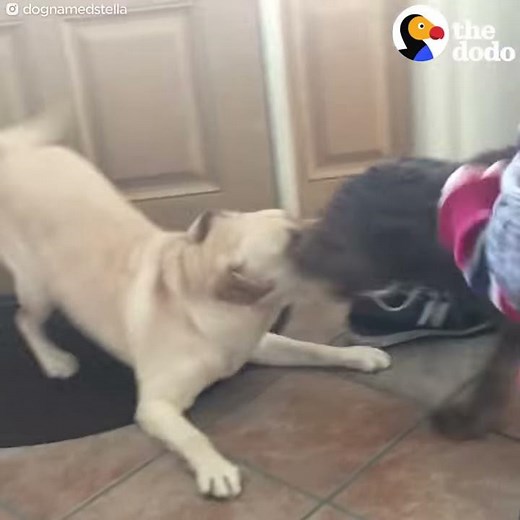 Dog Reunites With Best Friend | The Dodo