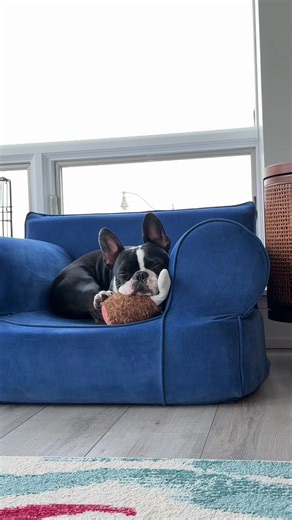 Chowder’s Sunday football pregame routine: #fyp #boston #bostonterrier #frenchbulldog #nfl