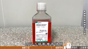 【丰晖生物】大牛细胞手册 — MH-S细胞培养，小鼠肺泡巨噬细胞培养攻略。
