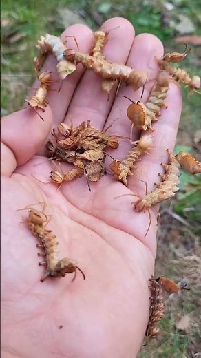 What the heck! Lobster moth larvae