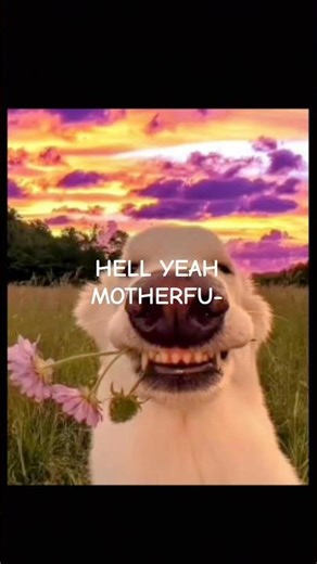better than nothing ig 😭 #Dog #sunset #meme #funnyshorts