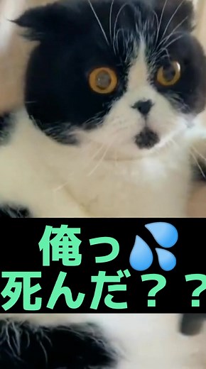 えっ‼️俺死んだ？w#funnyanimalsvideos #動物コレクション #ハプニング動画 #おもしろ動画 #ヤバい #大爆笑 #笑いが止まらない #かわいい動画 #エモ #動物おもしろ動画 #可愛いペット