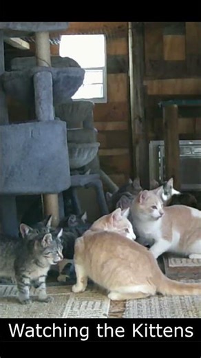 Watching the Kittens 218 #homestead #retiredlife #cute#cats #kittens #catfeast #cattower