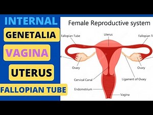 Female reproductive system part-3 || Internal Genetalia
