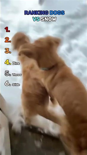 Ranking Dogs vs Snow ❄️ | Funny Dog Videos #shorts #viral