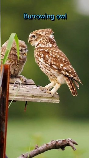 Meet the Burrowing Owl – the tiny owl that lives underground! 🦉🌿