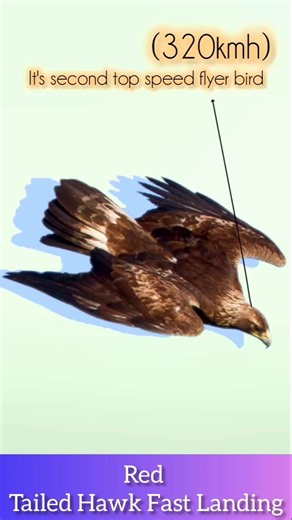 Red Tailed Hawk Fast Landing | it's second top speed flyer bird 320kmh #fyp