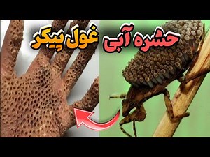 حشره ای که دستتان را مثل اسید سوراخ میکند | حشره آبی غول پیکر