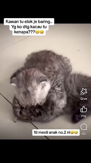 #funnycat #fyp #funnyanimals