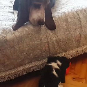 40K views · 245 reactions | This basset hound just needs a little "me" time. www.bullymake.com via: @veronika_kulachek #BassetHound #Puppy #Dogs | BULLYMAKE | Facebook