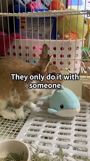 Why Your Rabbit Humps You — It’s Not What You Think 🐰💗