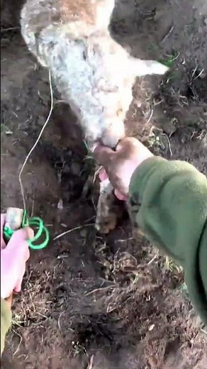 catching rabbits with trap. #hunting #primitive #primitivehunting #trapping