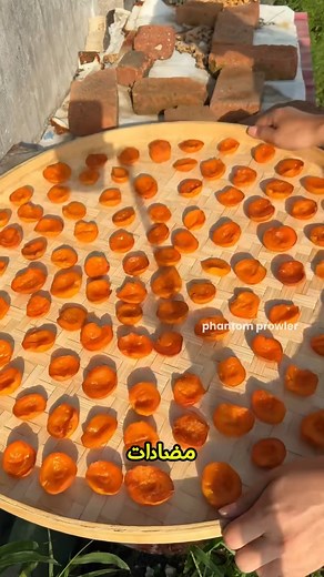 31K views · 538 reactions | هكذا يحول الصينيون المشمش الى حلوة صحية ! | Phantom Prowler | Facebook