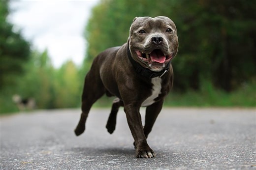 Pit bull stops traffic to save unconscious owner