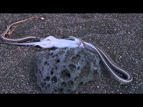Snake Eats Iguana in Galápagos