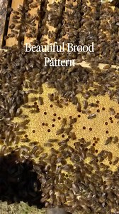 Beautiful brood pattern from our new breeder queen ✨🐝 #queenbeebreeding #beekeeper #beebreeding #hive #nucs #queenbee #beekeeping | Amara Park Bees