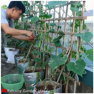 How to grow cucumbers fast & easy | MetDaan Tips