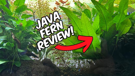 Watch Low-Maintenance Java Fern - Perfect for All Aquariums! on Amazon Live