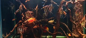 Wild tank. | Nemo Animal Store