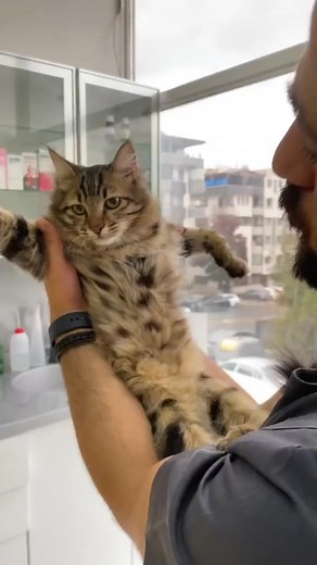12K views · 738 reactions | Shocking cat slapping the face #cats #catlover #fyp #pet #Danteveteriner | Danteveteriner | Facebook