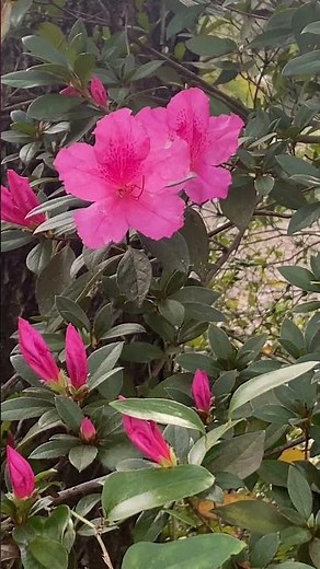 These pink azaleas are absolutely mesmerizing #aesthetic #nature #viral