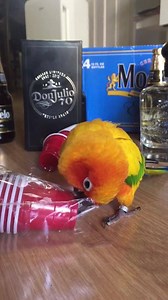 1.7M views · 8.9K reactions | Uhhh I think your bird is broken [Via Jukin Media] | theCHIVE | Facebook