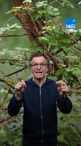 Les ronces sont un véritable paradis sur terre, et voici pourquoi il faut les préserver ! #biodiversité #ronce #nature | ici Vaucluse