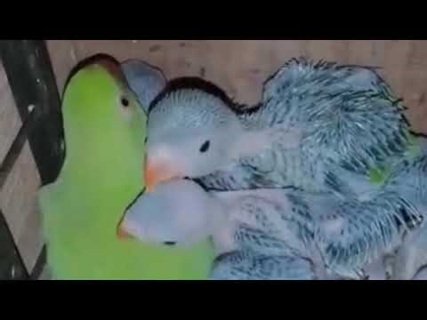 Parrot Chicks with Mother | Adorable Nesting Moment"