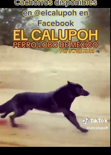 El Calupoh: El Perro Lobo de México