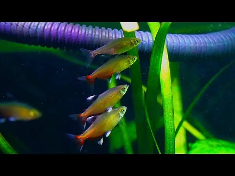 Rathbun's bloodfin/Green Fire Tetra spawning colors and behavior. (Aphyocharax rathbuni)