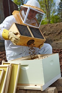 How to Start a Beehive in Your Backyard for a Successful Colony