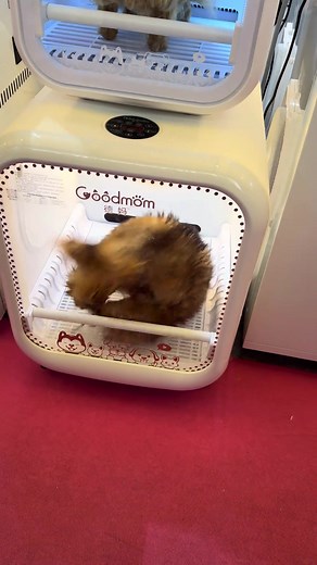 Dog's Hilarious Reaction to Blow Dryer Challenge