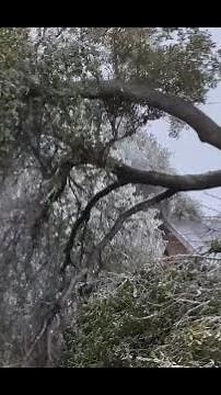 Branches Fall from Oak Tree During Cold Weather in Texas