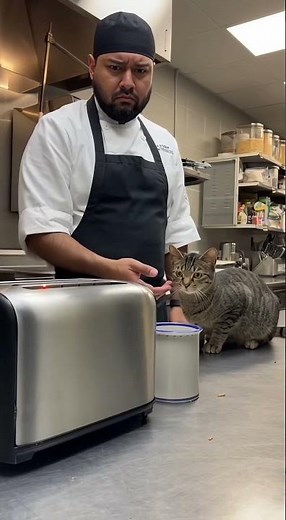 “You Won’t Believe This Cat’s Reaction to the Toaster 😹🍞”