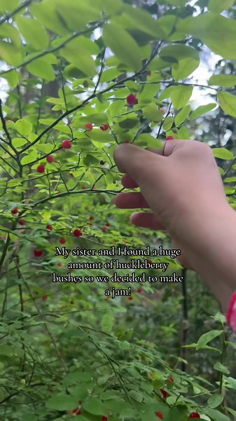 I’ve NEVER seen this many red huckleberry bushes in one place this was so cool! #urbanforaging #freefood #foragersoftiktok #LearnOnTikTok #wildedibles #foraging #harvest #forage #pnw #pnwlife