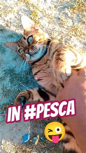#fishing with an Incredible Leopard Cat