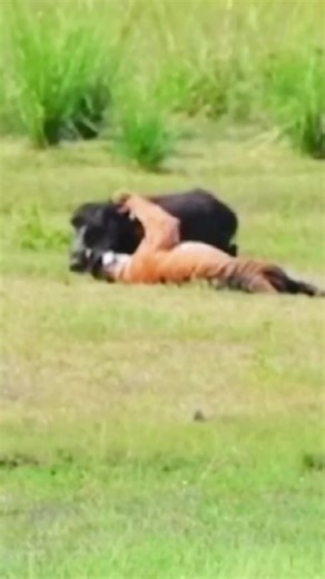 1.4M views · 6.9K reactions | #wildanimals #wildlife #nature #wildlifephotography #animals #naturephotography #wild #birds #animal #photography #naturelovers #wildlifeplanet #wildlifeonearth | Animals life | Facebook