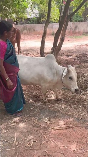 #punyakoti #cow
