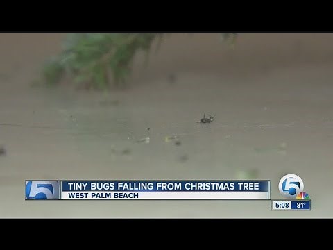 Creepy, crawling bugs found in Christmas trees